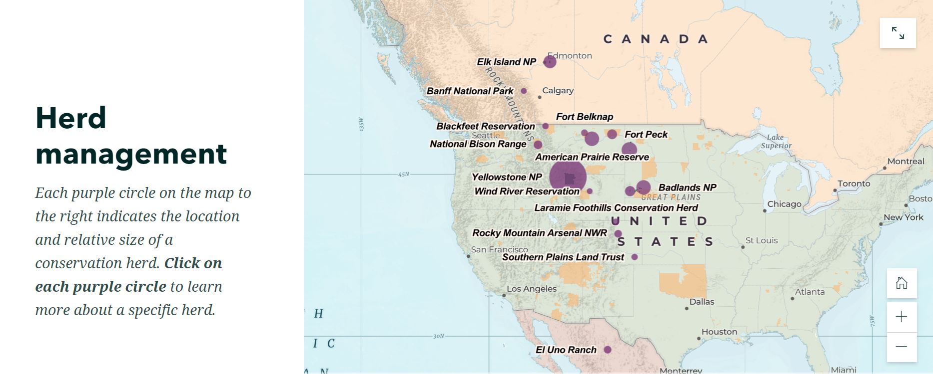 Bison Defenders of Wildlife